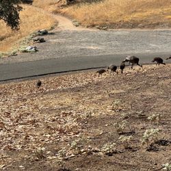 Codorniz Campground - Wild turkeys