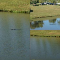 Spring Lake - ALLIGATORS!!!! You have been warned. Watch your kids