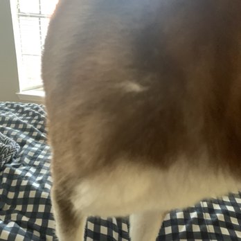 Camp Bow Wow Dallas High Five - Clumps of hair like this I've been brushing out. - Pet Boarding Near Me - Dallas, Texas Camp Bow Wow Dallas High Five - Clumps of hair like this I've been brushing out. - Pet Boarding Near Me - Dallas, Texas