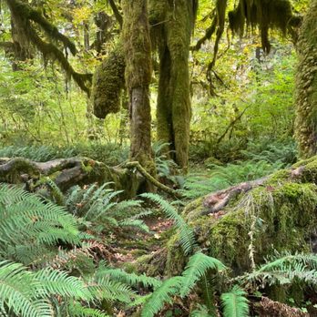 Hoh Rainforest - Hiking Near Me - Forks, Washington Hoh Rainforest - Hiking Near Me - Forks, Washington