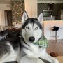 Stylish Pets Mobile Grooming Services