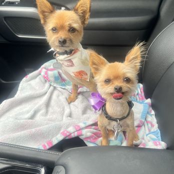 Pampered Pet Grooming - After grooming - Pet Groomers Near Me - Fresno, California Pampered Pet Grooming - After grooming - Pet Groomers Near Me - Fresno, California