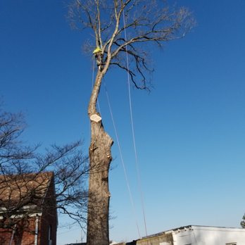 Steve's quality tree service - Tree Services Near Me Steve's quality tree service - Tree Services Near Me