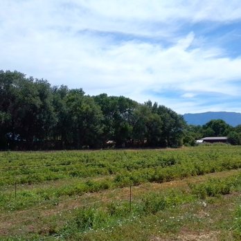Heidi's Raspberry Farm - a field of raspberries - Specialty Food Near Me - Corrales, New Mexico