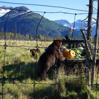 Alaska's Finest Tours & Cruises - Alaska's Wildlife Conservation Center - Tours Near Me - Anchorage, Alaska Alaska's Finest Tours & Cruises - Alaska's Wildlife Conservation Center - Tours Near Me - Anchorage, Alaska