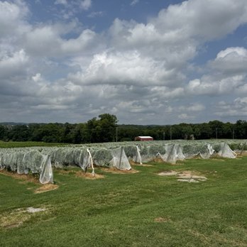 Arrington Vineyards - Wine Tasting Room Near Me - Arrington, Tennessee
