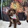 Photo of Kiley's K9 Spa
