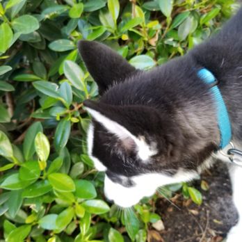 First Paw Academy - Nature Walks!! - Pet Training Near Me First Paw Academy - Nature Walks!! - Pet Training Near Me