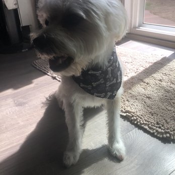 Pet Grooming By Alejandra - Scotti McLovin is ready for the weekend. #dawglife   styled by: Alejandra - Pet Groomers Near Me - Vallejo, California