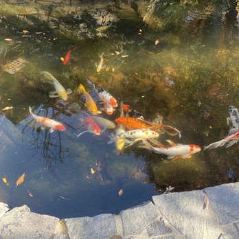 High Hand Cafe - Koi pond near the outside bar where we had a drink. - New American Near Me - Loomis, California
