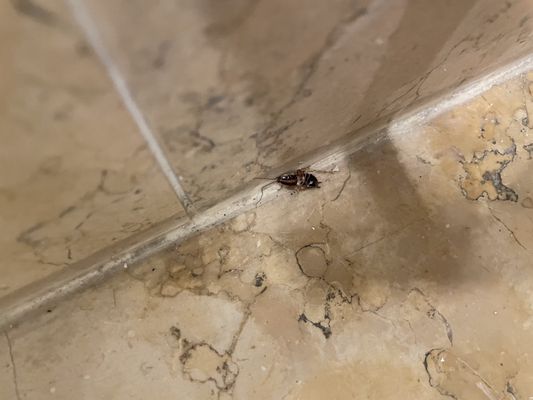 Havana Cabana by null