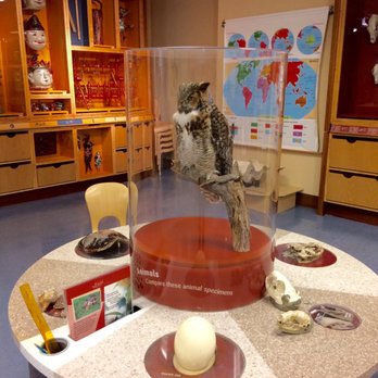 Field Museum - Kids area - Museums Near Me - Chicago, Illinois