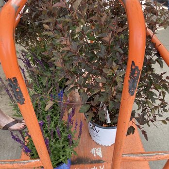 The Home Depot - Making a forest! - Nurseries & Gardening Near Me - South Setauket, New York The Home Depot - Making a forest! - Nurseries & Gardening Near Me - South Setauket, New York