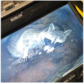 Adirondack Clean Sweep Chimneys - I was called to a home and found this little guy stuck in the chimney. I humanely caught it and relocated it to the woods on my land. - Chimney Sweeps Near Me - Moriah, New York Adirondack Clean Sweep Chimneys - I was called to a home and found this little guy stuck in the chimney. I humanely caught it and relocated it to the woods on my land. - Chimney Sweeps Near Me - Moriah, New York