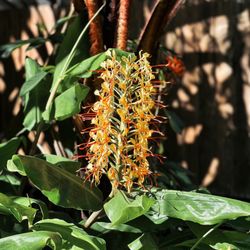 Hamakua Sanctuary - Beautiful tropical flowers are decorating the land!