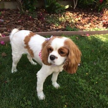 Splash Doggie - Perfect!!! - Pet Groomers Near Me - Burbank, California Splash Doggie - Perfect!!! - Pet Groomers Near Me - Burbank, California