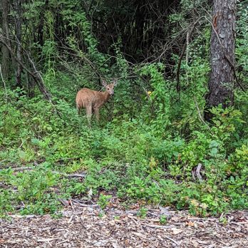 Heritage Park - Deer - Parks Near Me - Farmington Hills, Michigan
