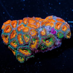 A Tropical Reef - Coral