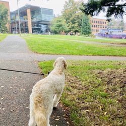 University of Washington School of Music - Fall x campus walks