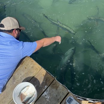 Tarpon Feeding - Local Flavor Near Me - Islamorada, Florida