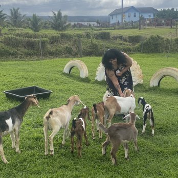 Honomu Goat Dairy - Attraction Farms Near Me - Honomu, Hawaii Honomu Goat Dairy - Attraction Farms Near Me - Honomu, Hawaii