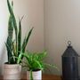 Photo of Belle Decor Plants