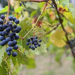 Averill House Vineyard - August through September the grapes color and present a kaleidoscope of colors. Take our Award winning tour and receive the full experience