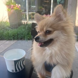 Happy pup Happy pup