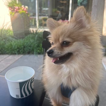 Starbucks - Happy pup - Coffee & Tea Near Me - Dallas, Texas Starbucks - Happy pup - Coffee & Tea Near Me - Dallas, Texas