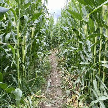 Steel Wheel Farm - Their first corn maze - CSA Near Me - Fall City, Washington Steel Wheel Farm - Their first corn maze - CSA Near Me - Fall City, Washington