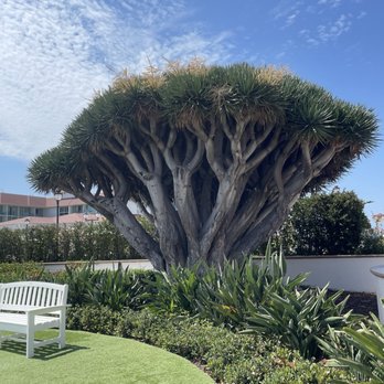 Hotel del Coronado, Curio Collection by Hilton - Coronado, CA