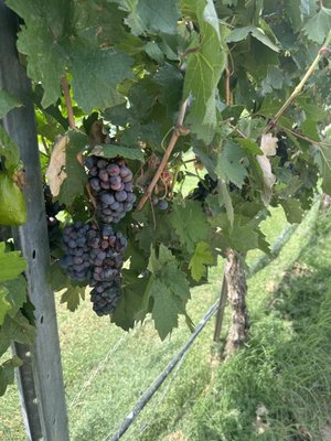Zin Valle Vineyards by null