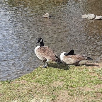 Lake Louise Park - Ducks at lake - Parks Near Me - Weaverville, North Carolina Lake Louise Park - Ducks at lake - Parks Near Me - Weaverville, North Carolina
