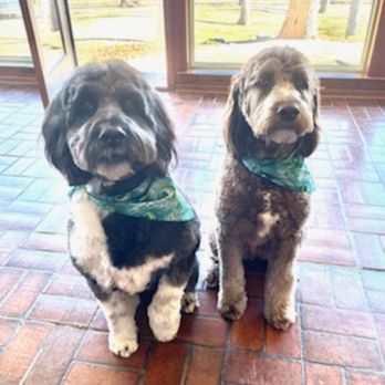 Buddy&Bella - Doodles AFTER! - Pet Groomers Near Me Buddy&Bella - Doodles AFTER! - Pet Groomers Near Me