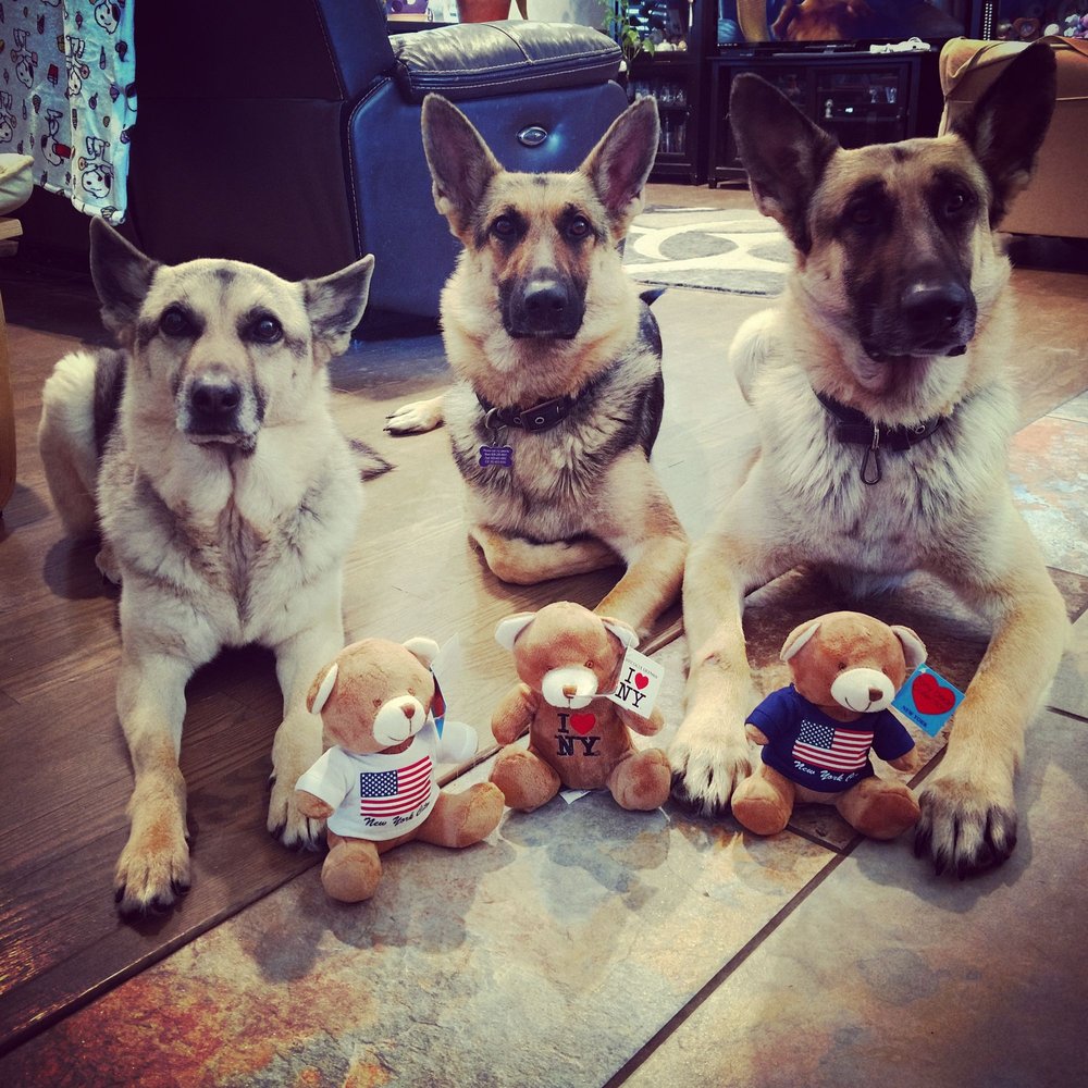 Tyra’s 4 Paws K-9s - Pet Training Near Me Tyra’s 4 Paws K-9s - Pet Training Near Me