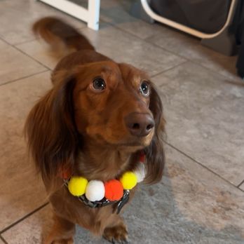 Pure Pawsh - Pet Stores Near Me - San Diego, California Pure Pawsh - Pet Stores Near Me - San Diego, California