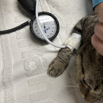 River City Cat Clinic - Aspen in tiny blood pressure cuff - Veterinarians Near Me - Sacramento, California River City Cat Clinic - Aspen in tiny blood pressure cuff - Veterinarians Near Me - Sacramento, California