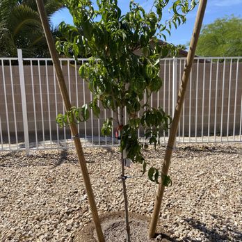 Moon Valley Nurseries - Nurseries & Gardening Near Me - Las Vegas, Nevada Moon Valley Nurseries - Nurseries & Gardening Near Me - Las Vegas, Nevada