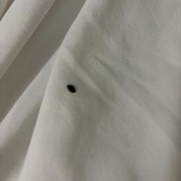 bedbugs bedbugs