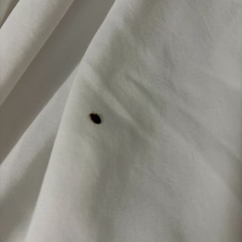 Ocean Villa Inn - bedbugs - Hotels Near Me - San Diego, California Ocean Villa Inn - bedbugs - Hotels Near Me - San Diego, California