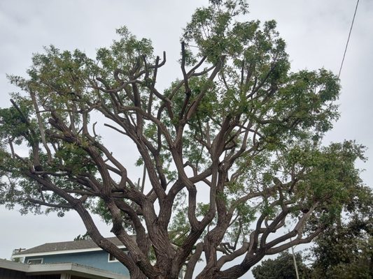 Tree Trimming - We can handle all of your Tree and Landscaping needs! Tree Trimming - We can handle all of your Tree and Landscaping needs!