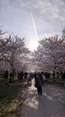 Trinity-Bellwoods by null