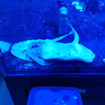 Artistic Oceans - Local Fish Stores Near Me - Las Vegas, Nevada Artistic Oceans - Local Fish Stores Near Me - Las Vegas, Nevada