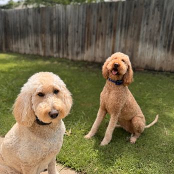 The Dog Lady in Heath - Pet Boarding Near Me The Dog Lady in Heath - Pet Boarding Near Me