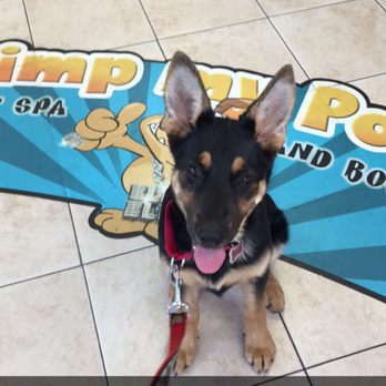Pawsitive Perspective Animal Training - Dog Walkers Near Me