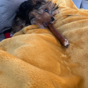 Natural Pawz - IG: TheeGreat_Gatsby and his stick - Pet Stores Near Me - Houston, Texas Natural Pawz - IG: TheeGreat_Gatsby and his stick - Pet Stores Near Me - Houston, Texas
