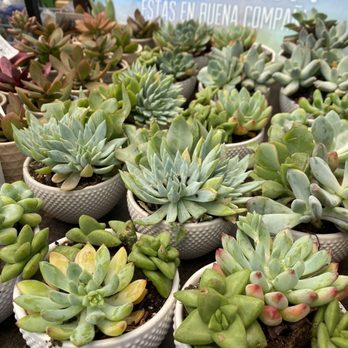 Lowe's Home Improvement - Little succulents - Home Decor Near Me - Long Beach, California Lowe's Home Improvement - Little succulents - Home Decor Near Me - Long Beach, California