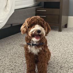 ...picture of our pup because we didn't take pics because we were so hungry and enjoyed it too much. ...picture of our pup because we didn't take pics because we were so hungry and enjoyed it too much.