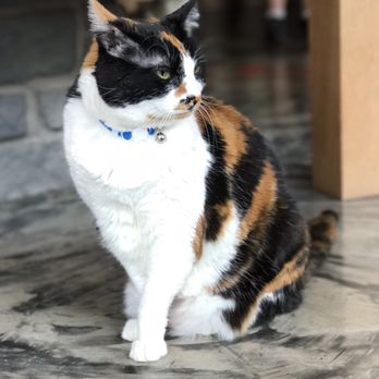 Seattle Meowtropolitan - Themed Cafes Near Me - Seattle, Washington Seattle Meowtropolitan - Themed Cafes Near Me - Seattle, Washington
