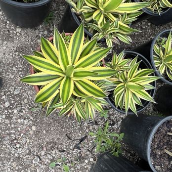 Vista Succulents - Nurseries & Gardening Near Me - Vista, California Vista Succulents - Nurseries & Gardening Near Me - Vista, California